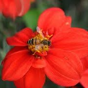bee on a flower (2)